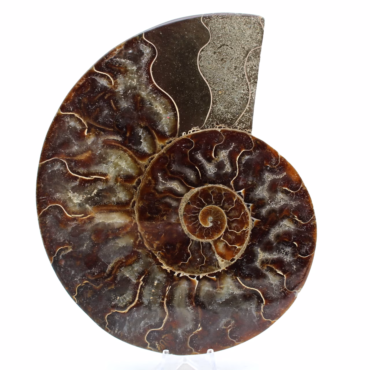 Ammonite del madagascar