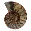 Ammonite fossile del madagascar - 0