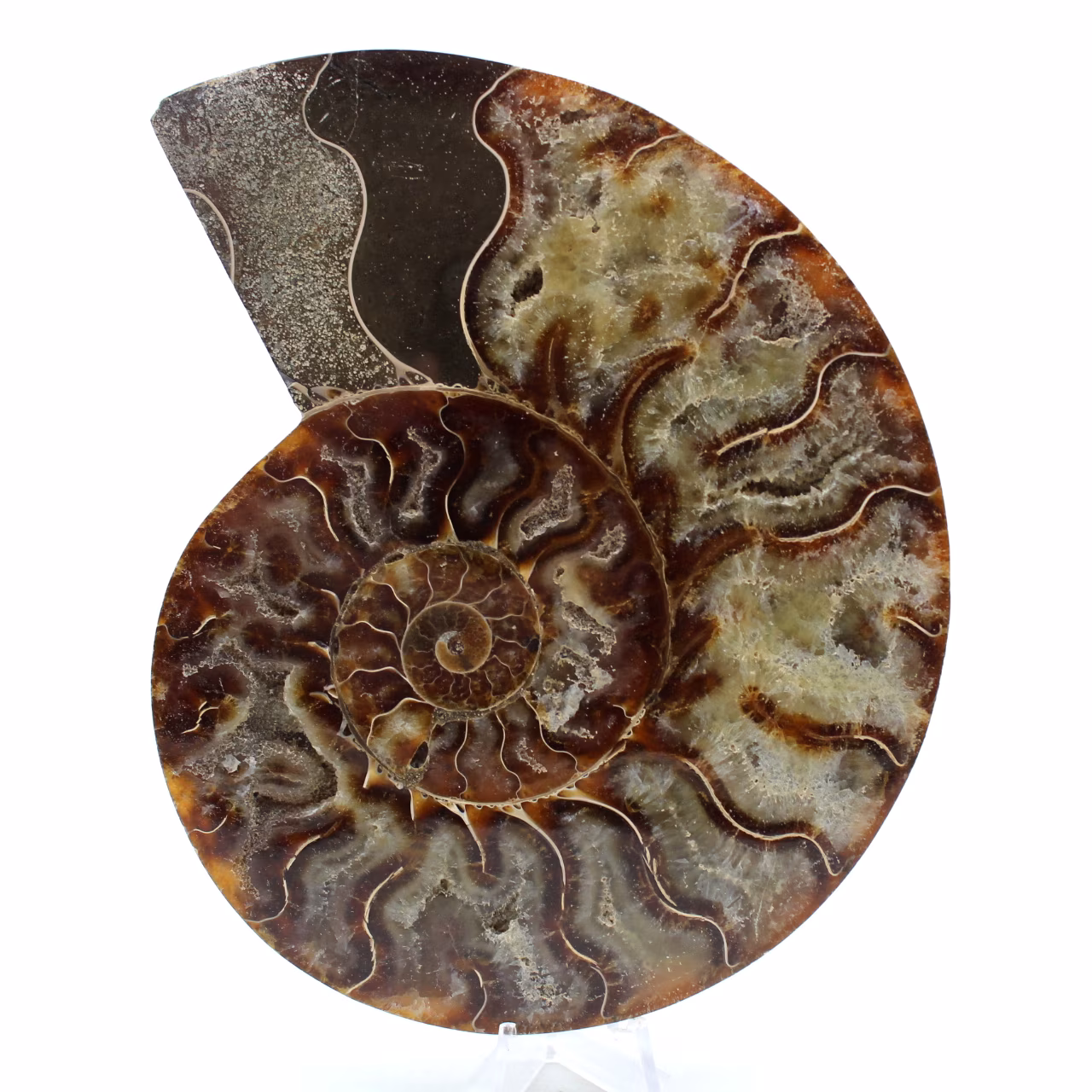 Ammonite fossile del madagascar