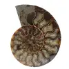 Ammonite naturale fossile - 0