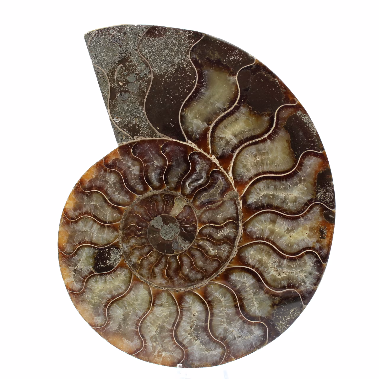 Ammonite naturale fossile