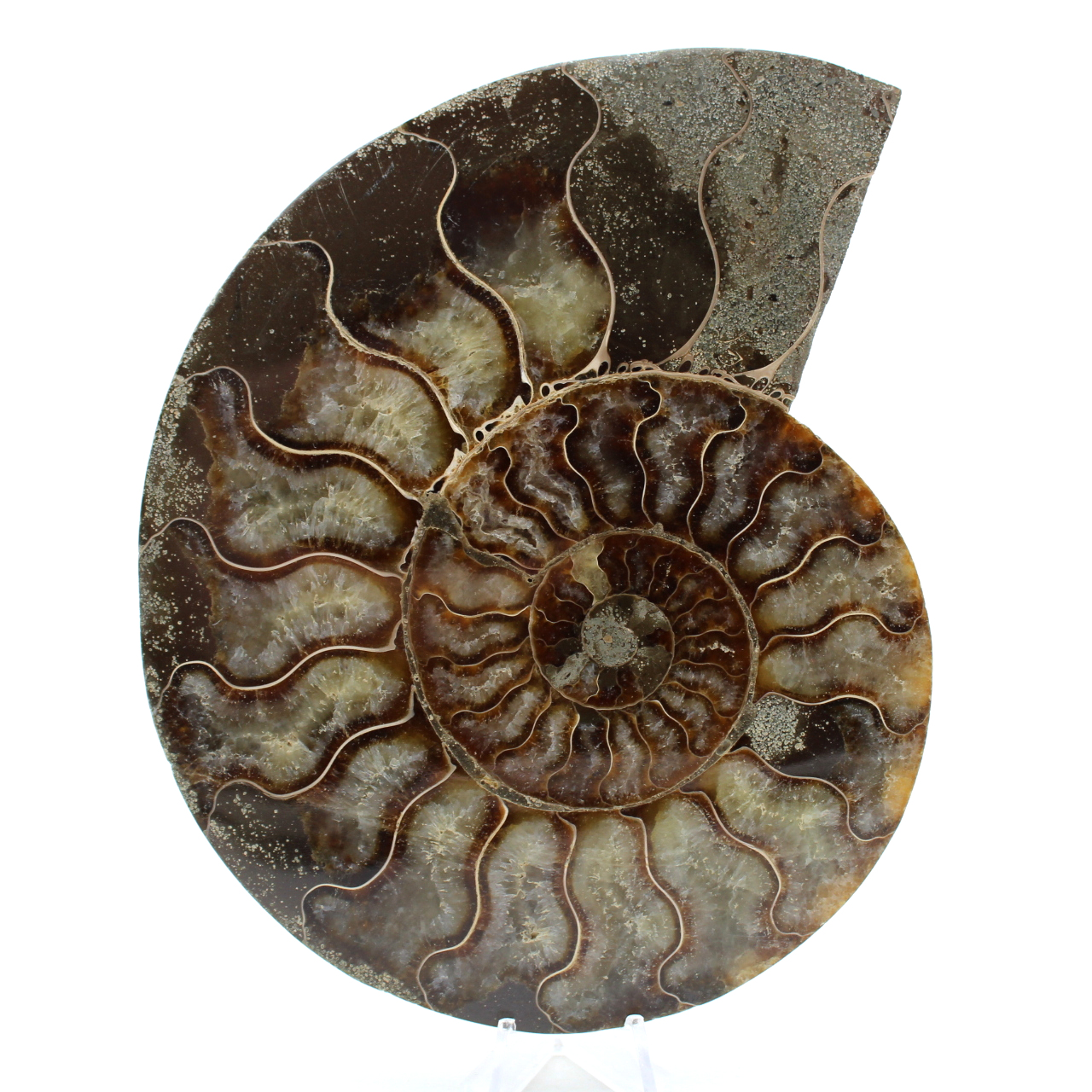 Ammonite naturale del madagascar