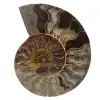 Fossile di ammonite lucidato - 0