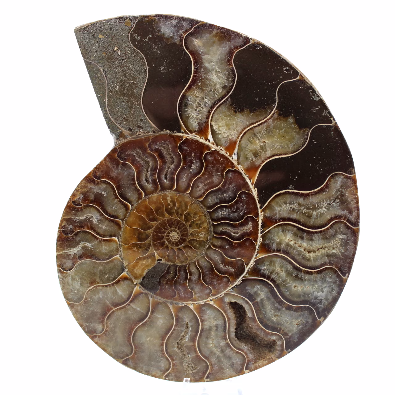 Fossile di ammonite lucidato