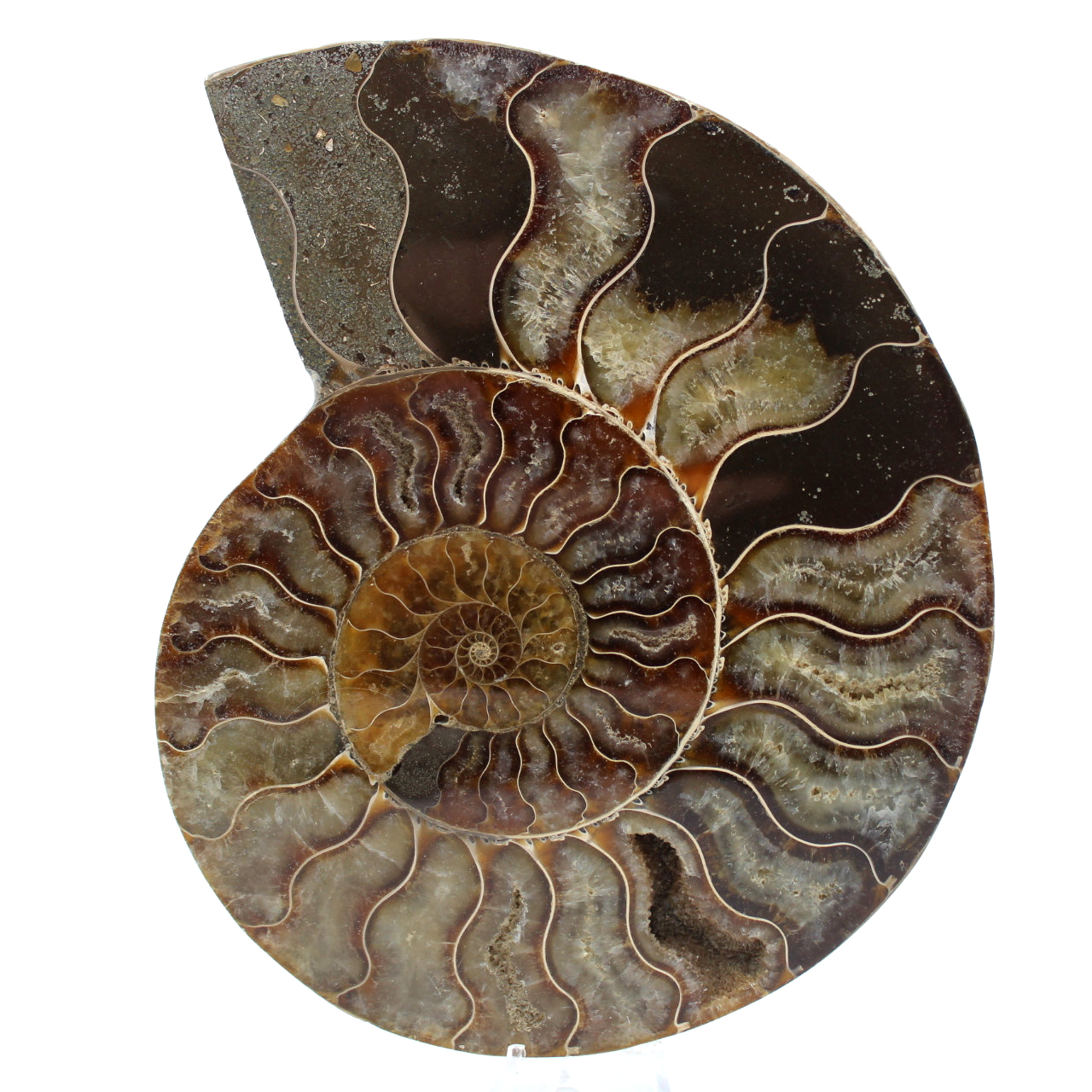 Fossile di ammonite lucidato