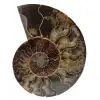 Ammonite fossile lucidata dal madagascar - 0