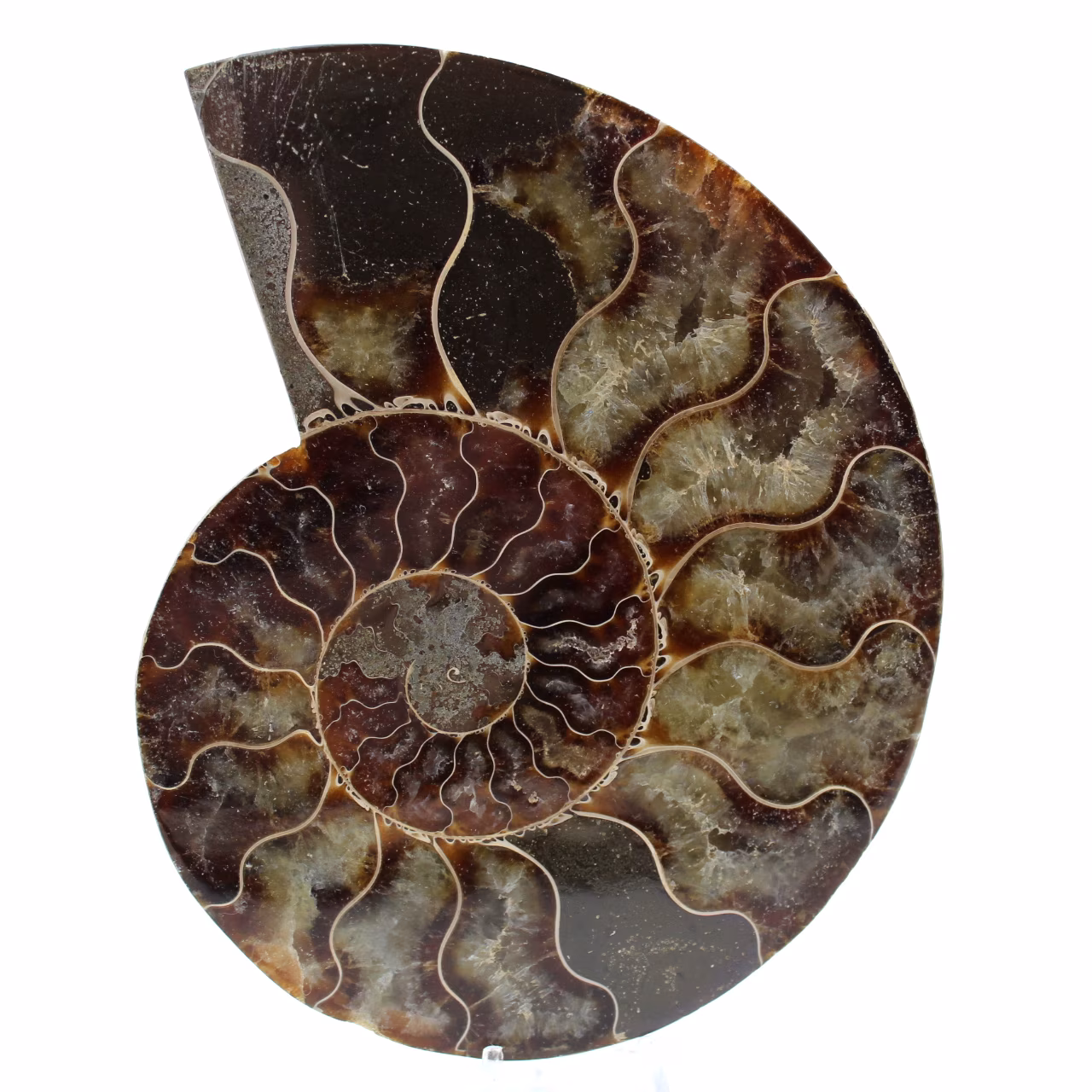 Ammonite fossile lucidata dal madagascar