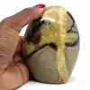 Septaria lucidata - 0