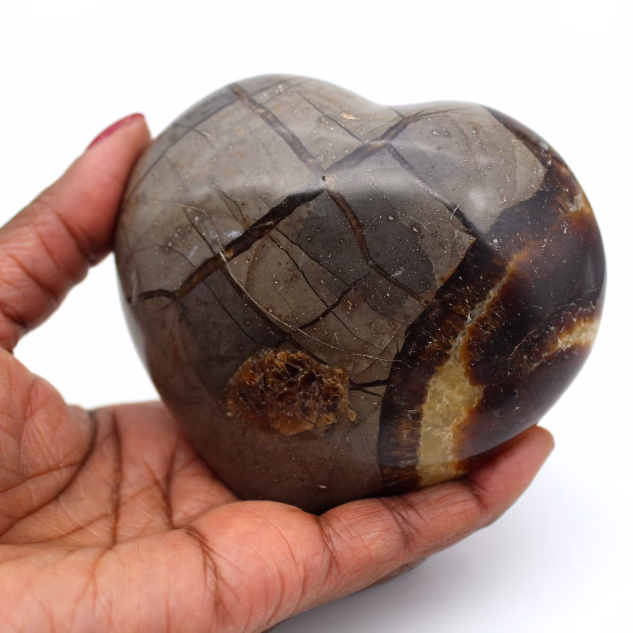 Cuore in septaria