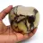 Cuore in septaria