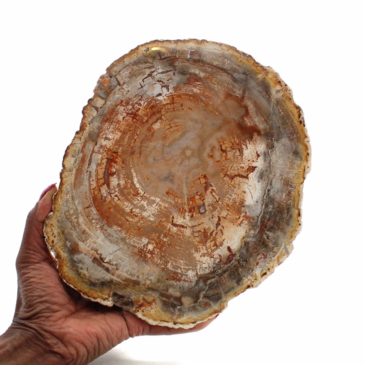 Legno silicizzato naturale