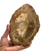 Fetta di legno fossile del madagascar - 0