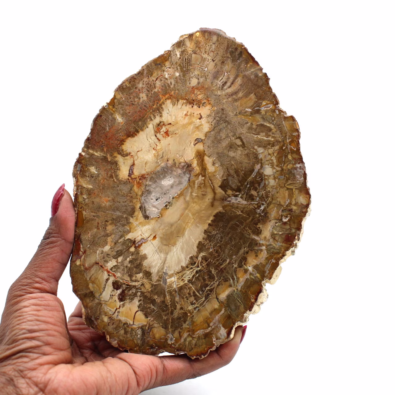 Fetta di legno fossile del madagascar