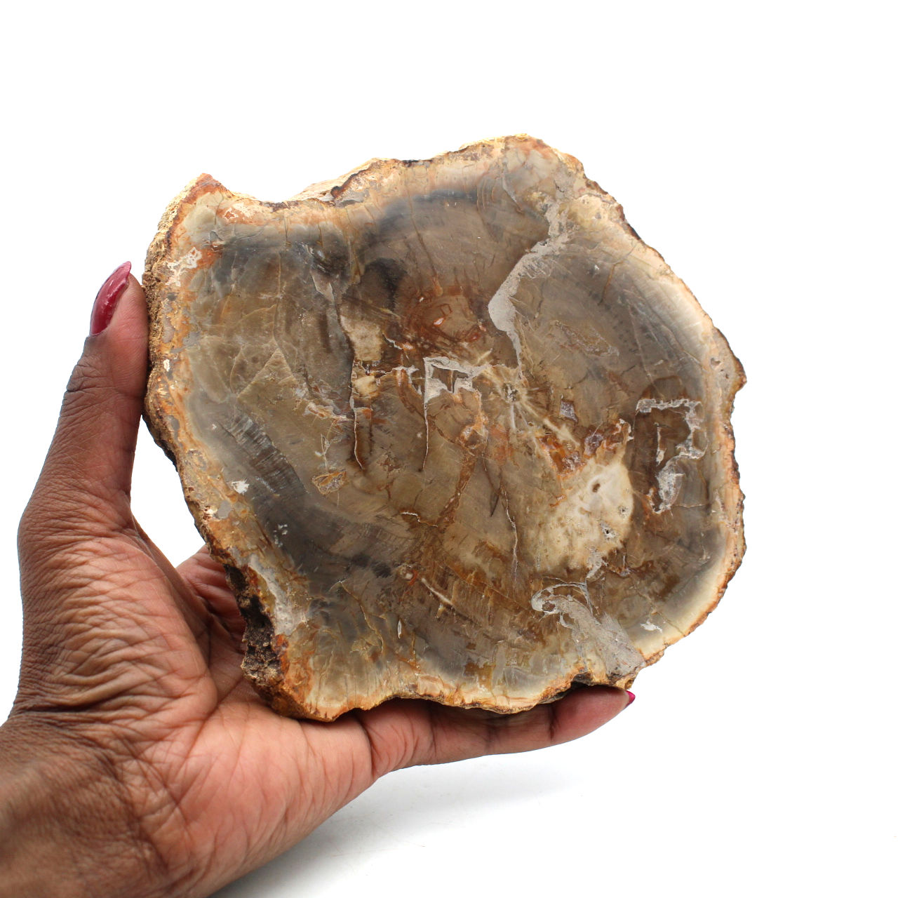 Legno pietrificato del madagascar