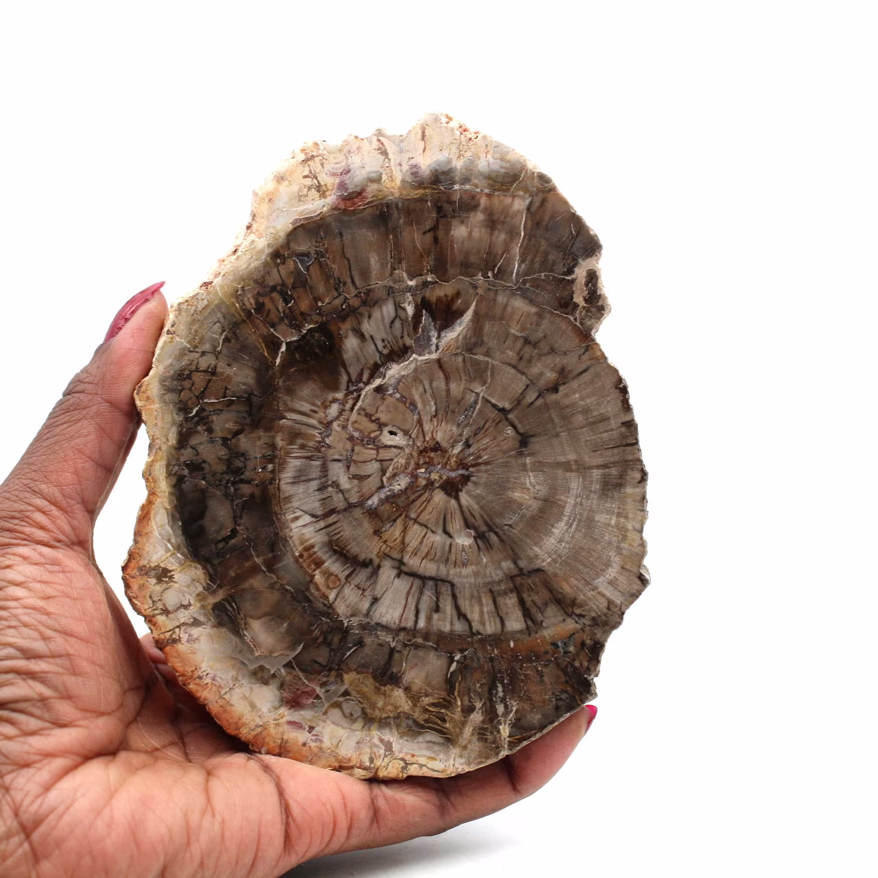Legno silicizzato lucido del madagascar