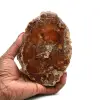 Legno levigato fossilizzato del madagascar - 0