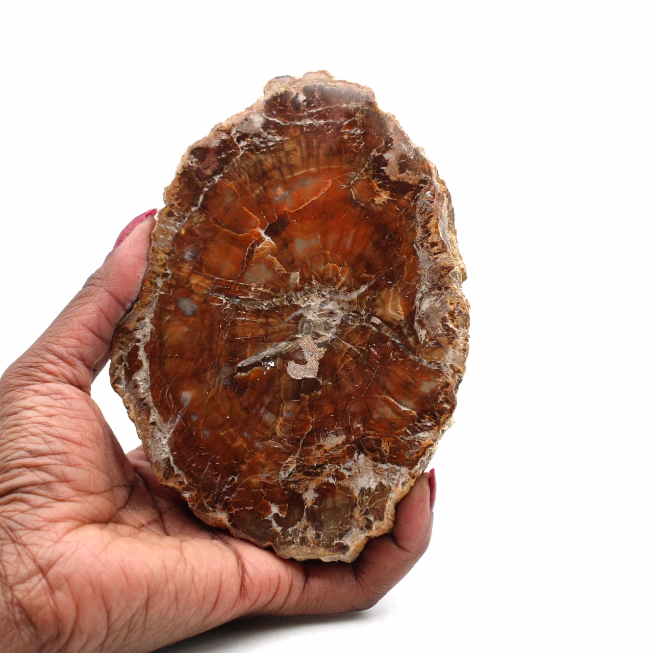 Legno levigato fossilizzato del madagascar