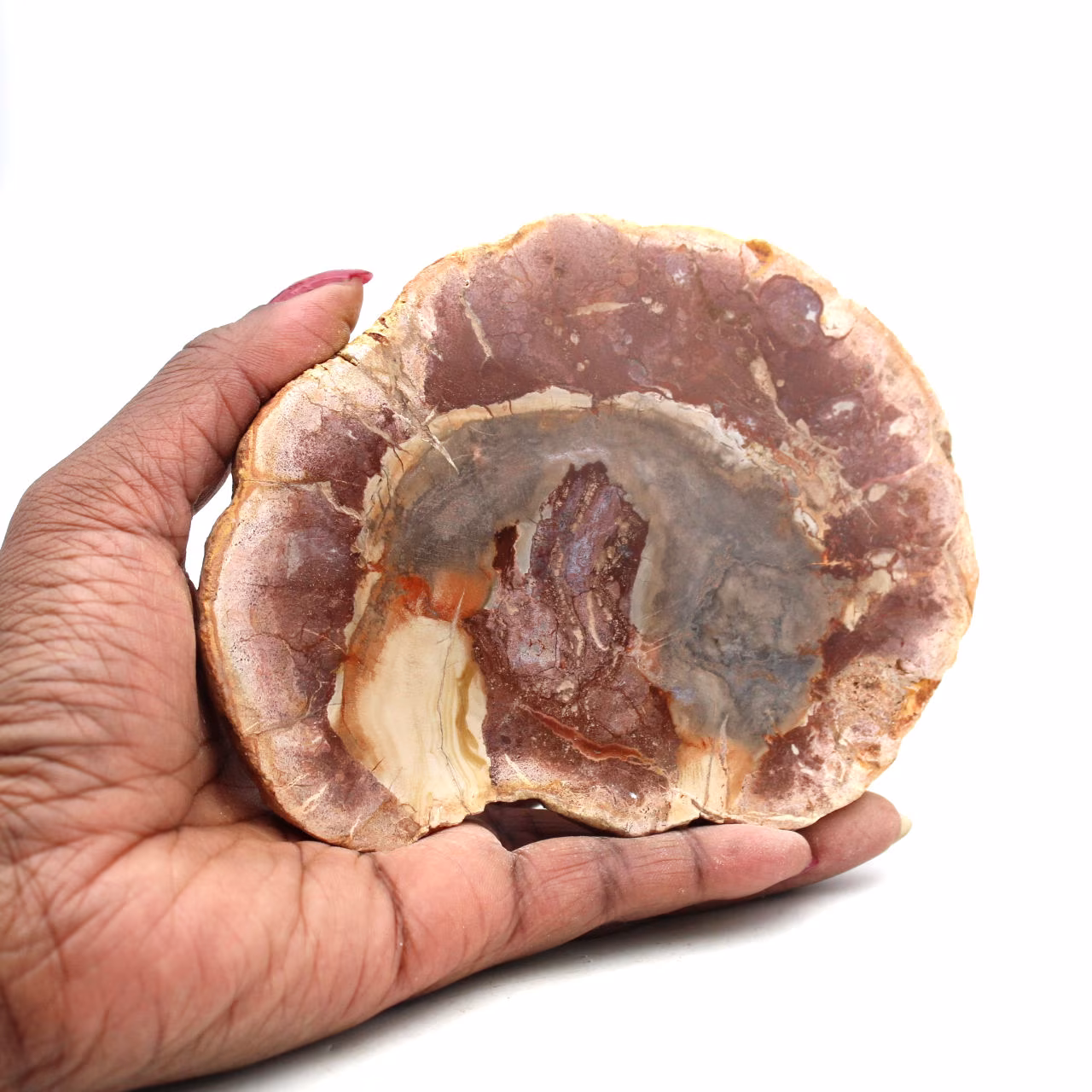 Fetta di legno silicizzato del madagascar