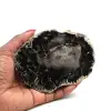 Fetta di legno fossile del madagascar - 0