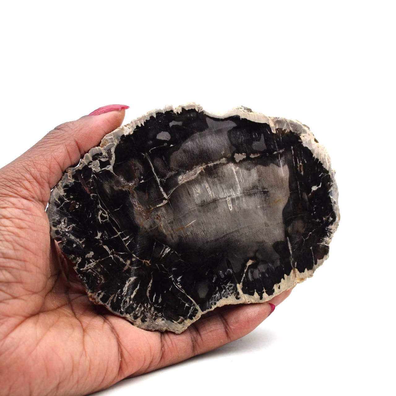 Fetta di legno fossile del madagascar