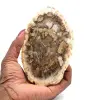 Legno pietrificato del madagascar - 0