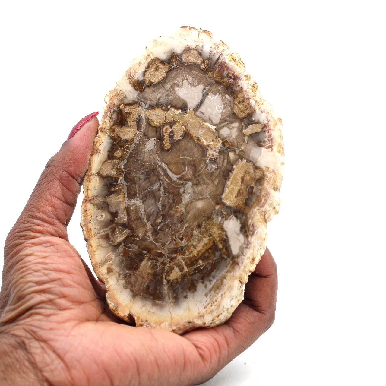 Legno pietrificato del madagascar