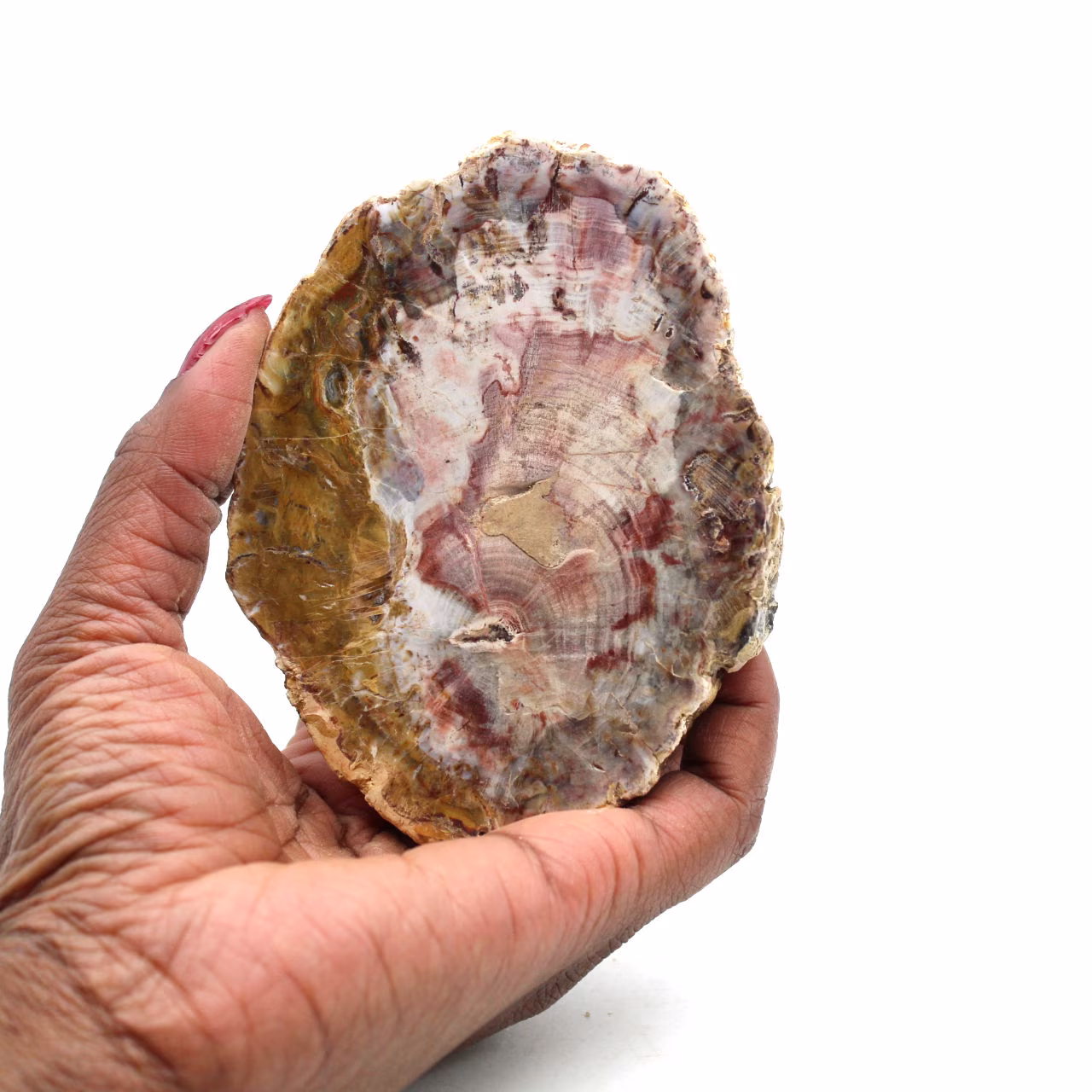 Fetta di legno fossile naturale
