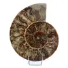 Fossile di ammonite lucidato - 0