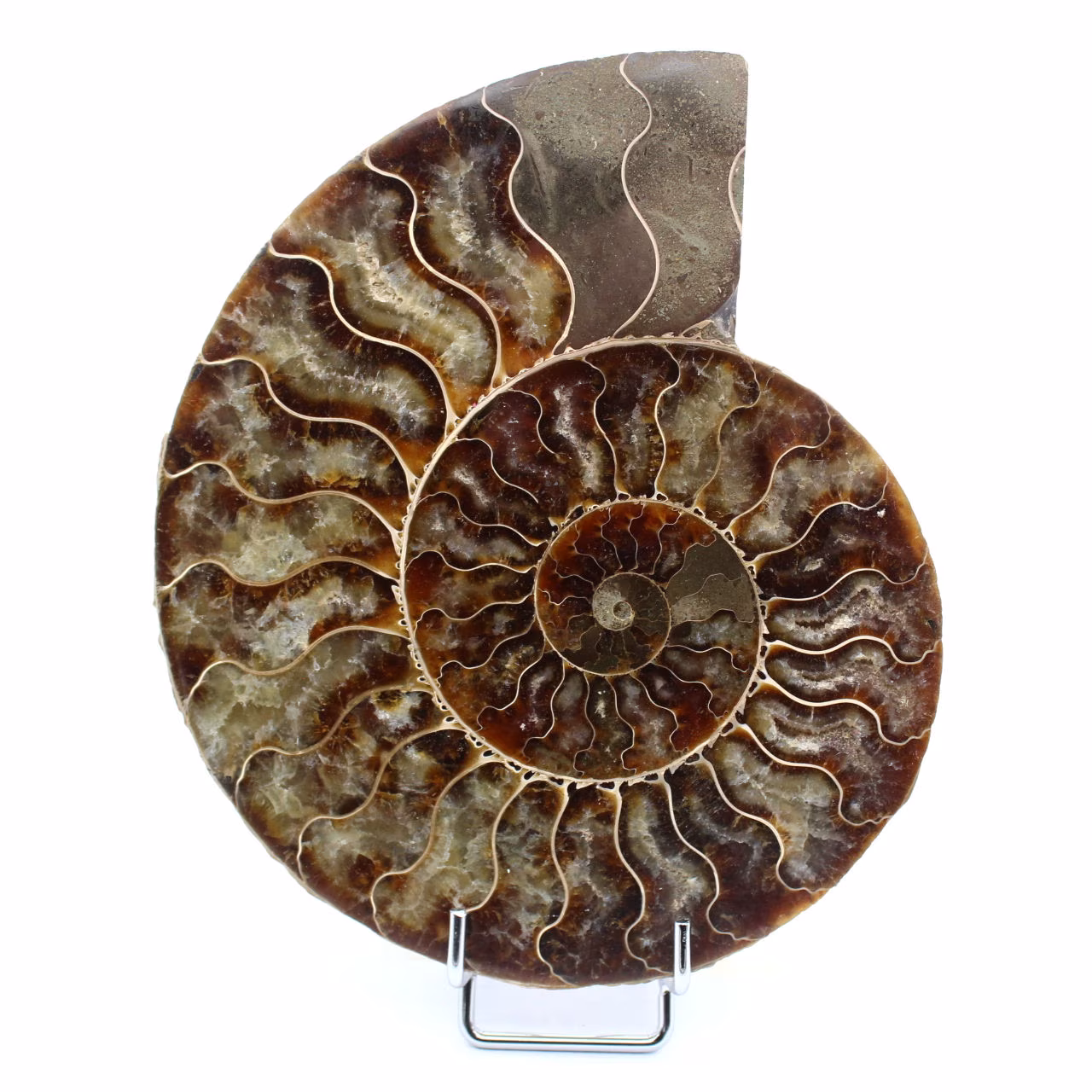 Fossile di ammonite lucidato