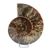 Ammonite naturale del madagascar - 0