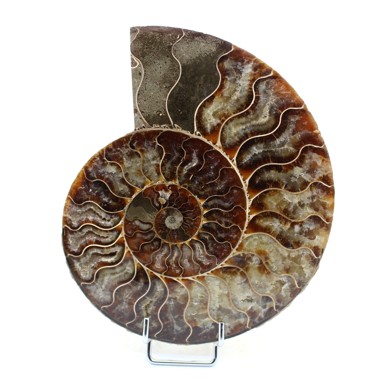 Ammonite naturale del madagascar