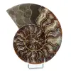 Ammonite naturale fossile - 0