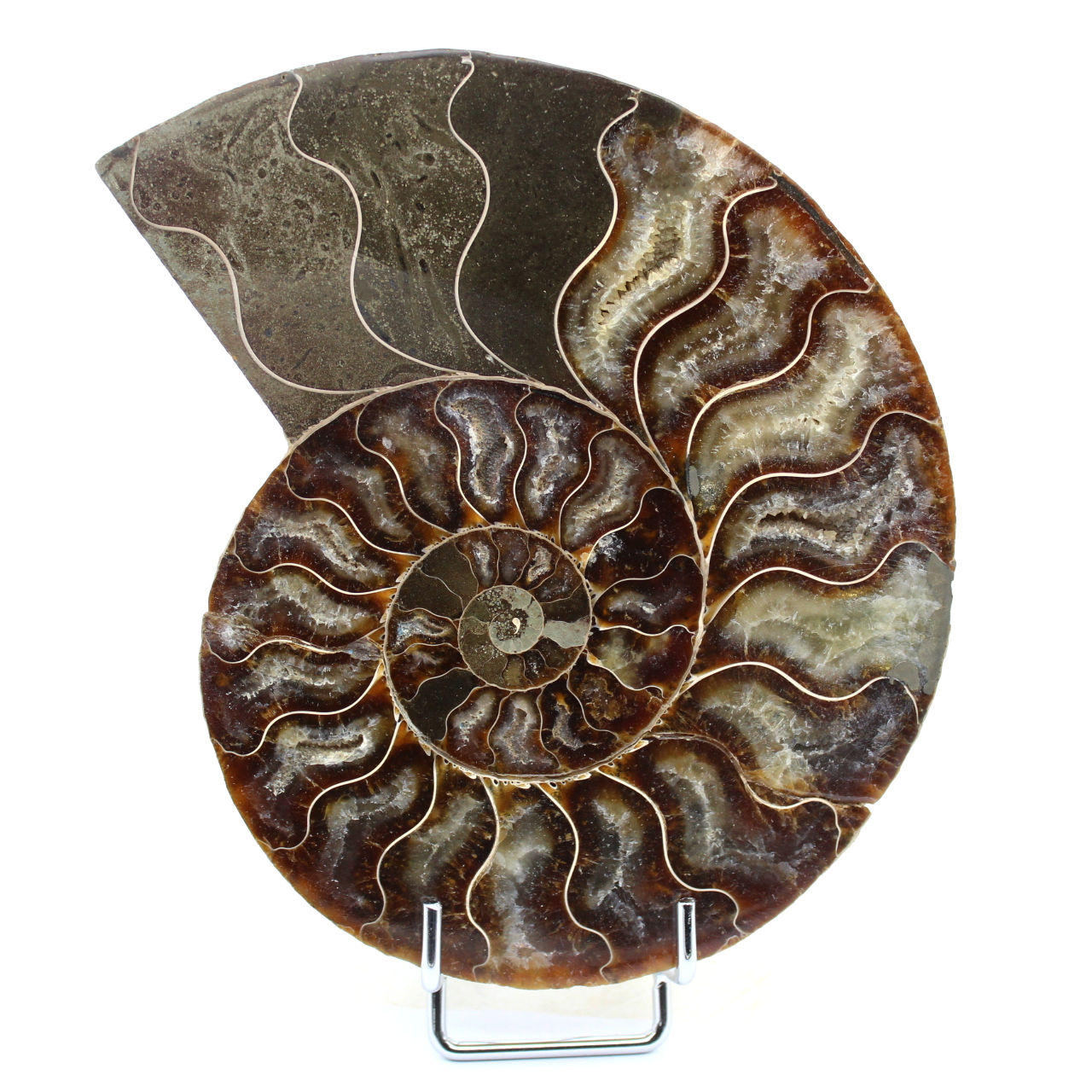 Ammonite naturale fossile