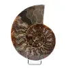 Ammonite fossile del Madagascar - 0