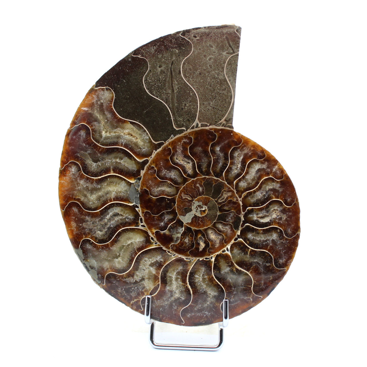 Ammonite fossile del Madagascar