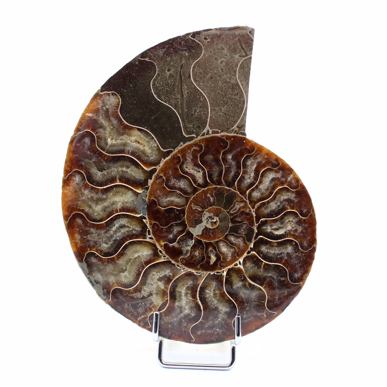 Ammonite fossile del Madagascar