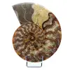 Ammonite naturale lucido fossile - 0