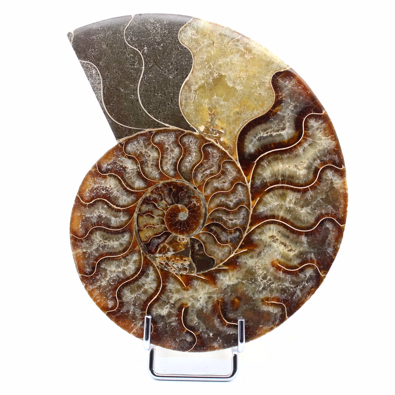Ammonite naturale lucido fossile