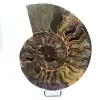 Ammonite levigata del Madagascar - 0