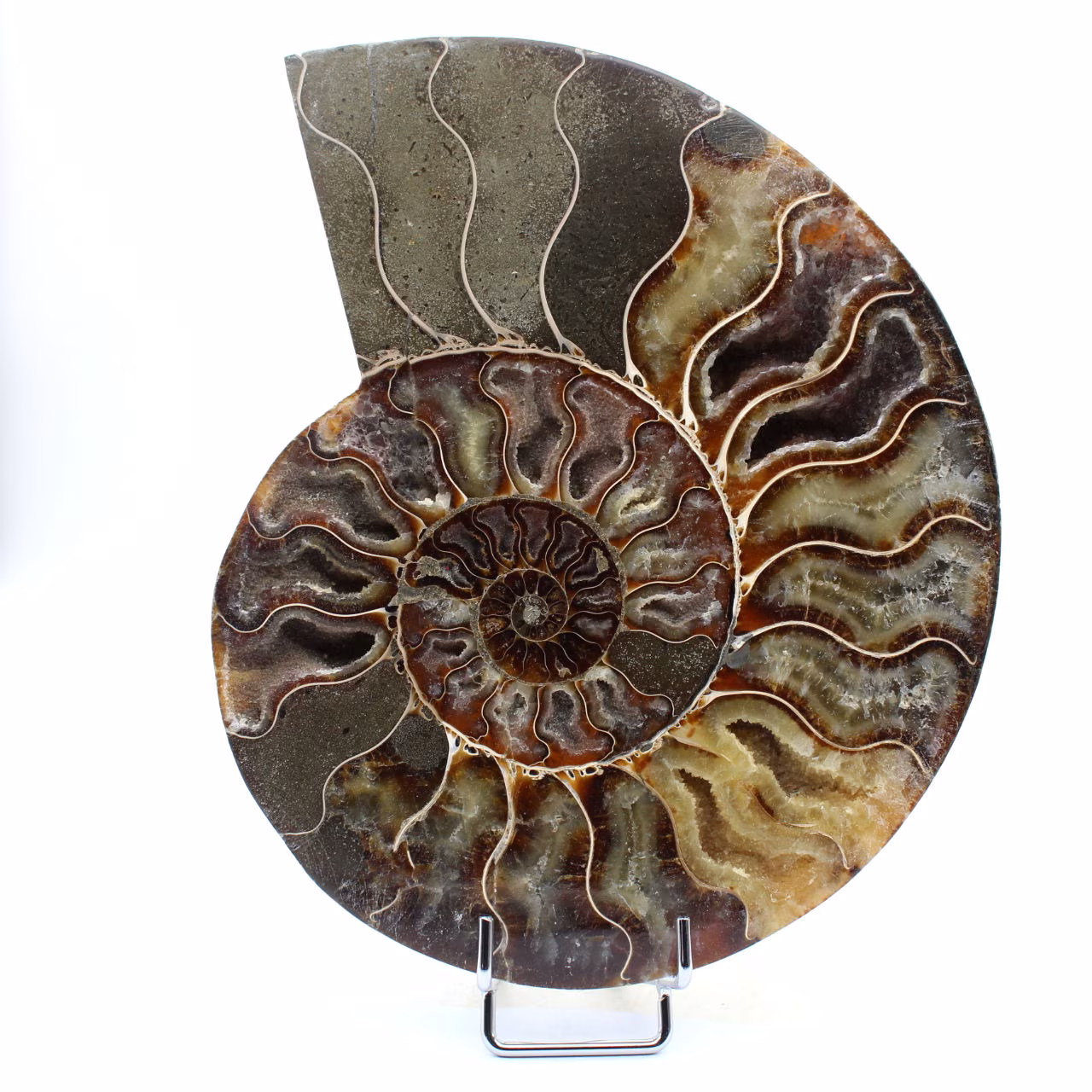 Ammonite levigata del Madagascar