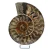 Ammonite naturale fossile - 0