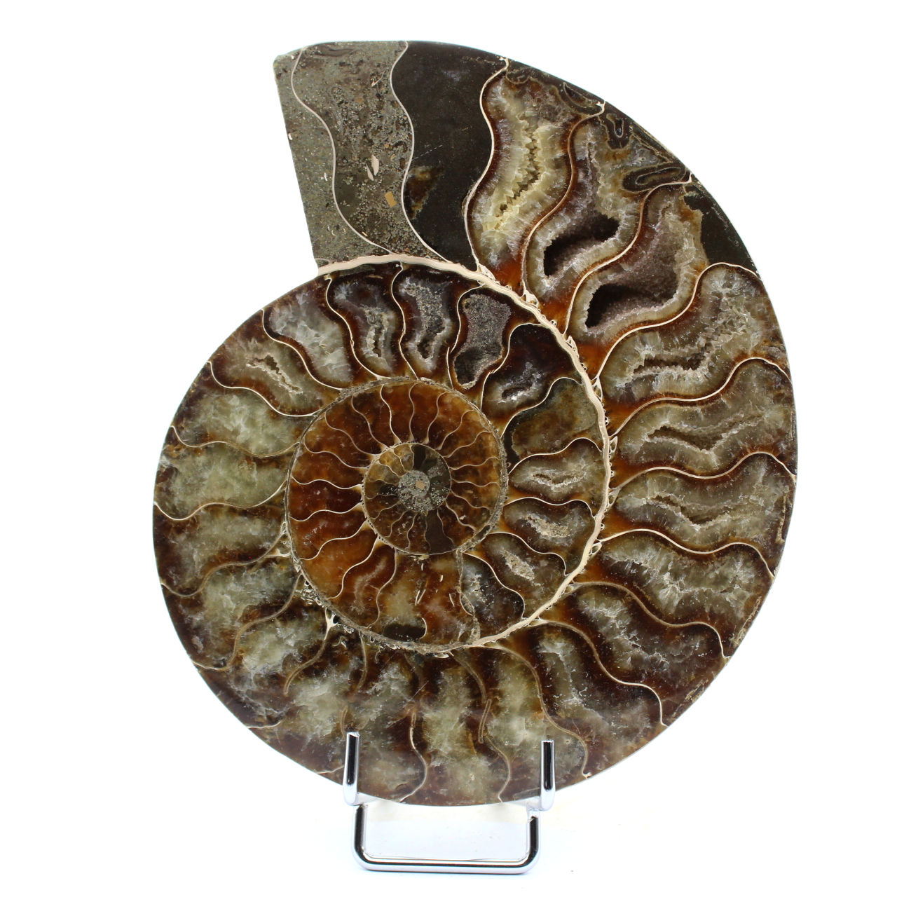 Ammonite naturale fossile
