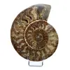 Ammonite fossile del Madagascar - 0
