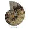 Ammonite del Madagascar - 0