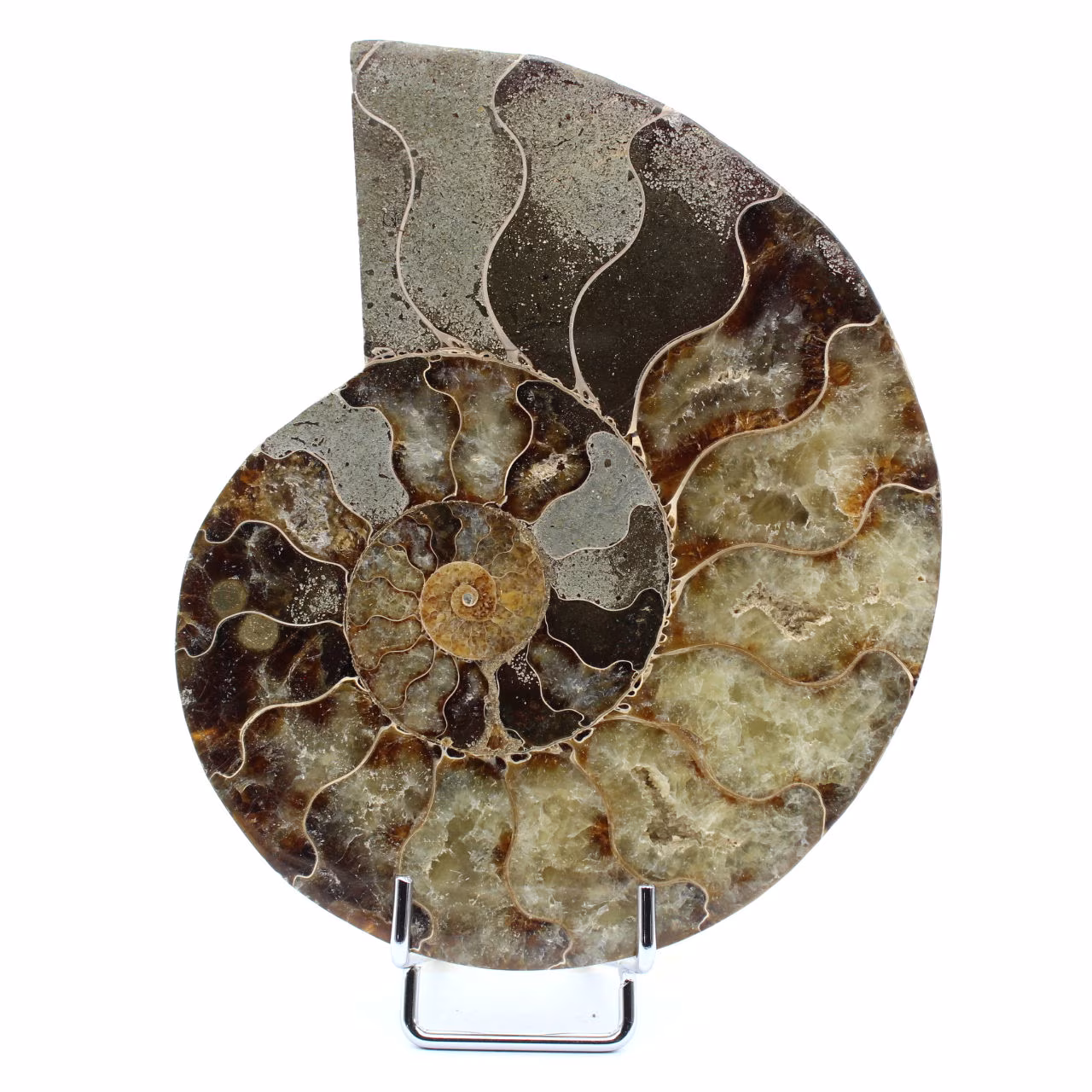 Ammonite del Madagascar