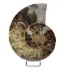 Fossile di ammonite di un pezzo - 0