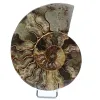 Ammonite segata levigata - 0