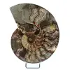 Ammonite fossilizzata lucidata - 0