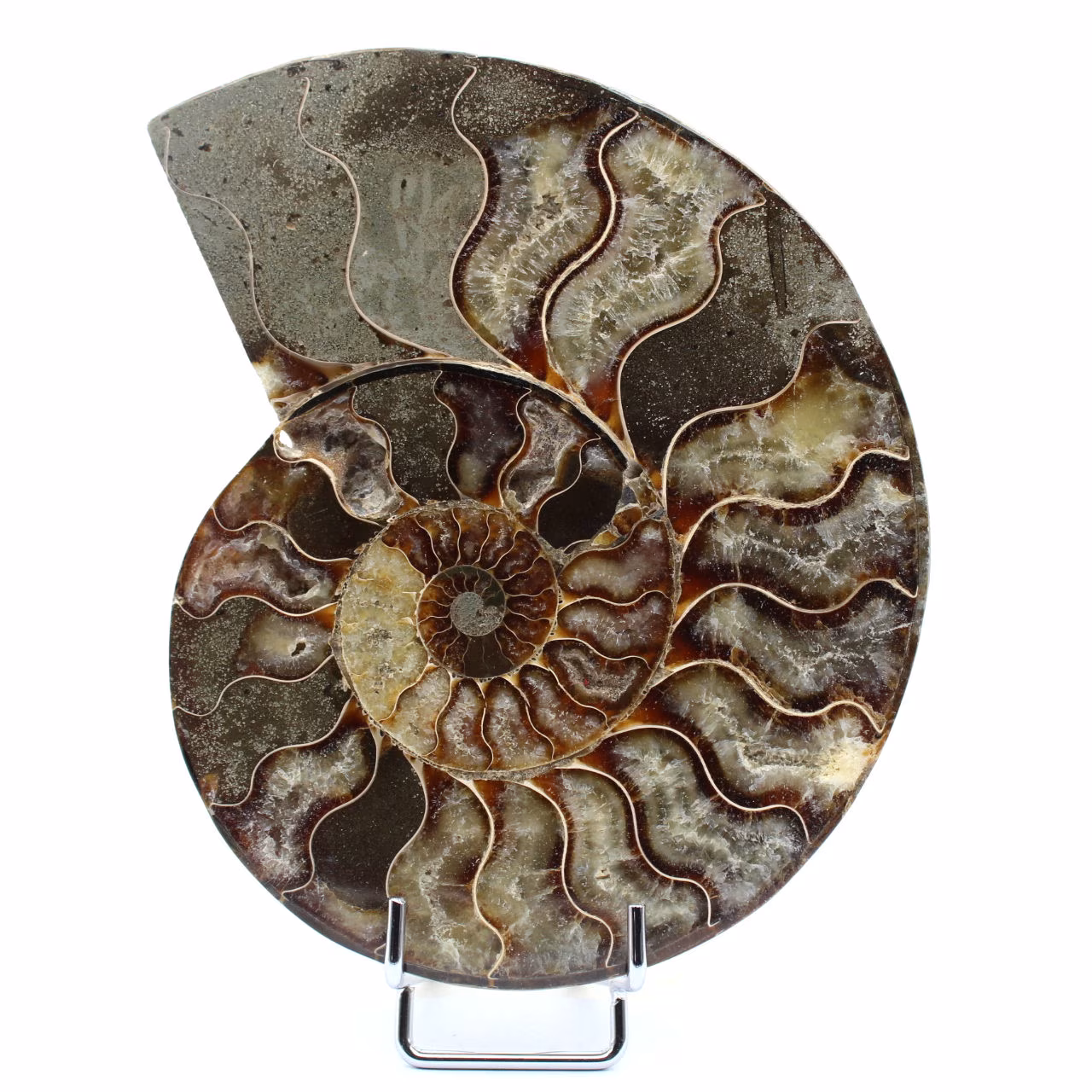 Ammonite fossilizzata lucidata