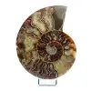 ammonite levigata - 0